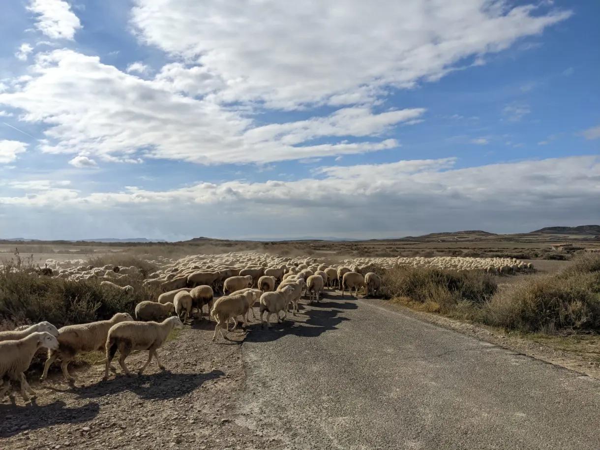 Troupeau de moutons traversant une piste du désert