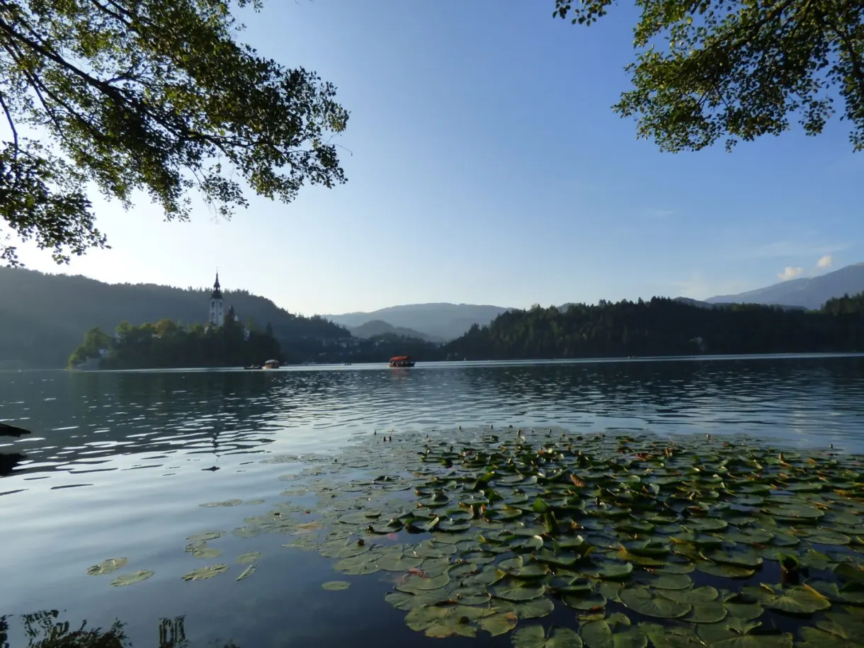Nénuphars flottant près de la rive à contre-jour