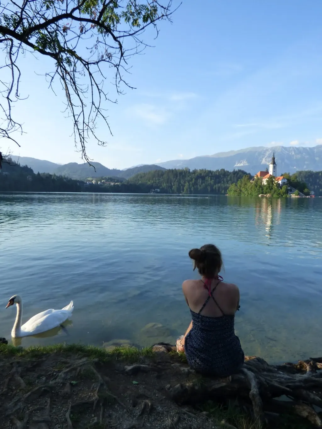 Assise sur la berge, cygne blanc à quelques mètres