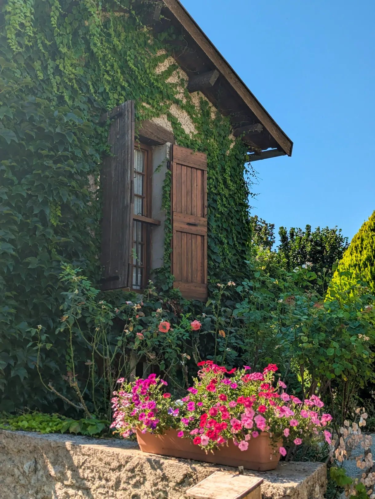 Maison couverte de lierre et jardinière de fleurs roses