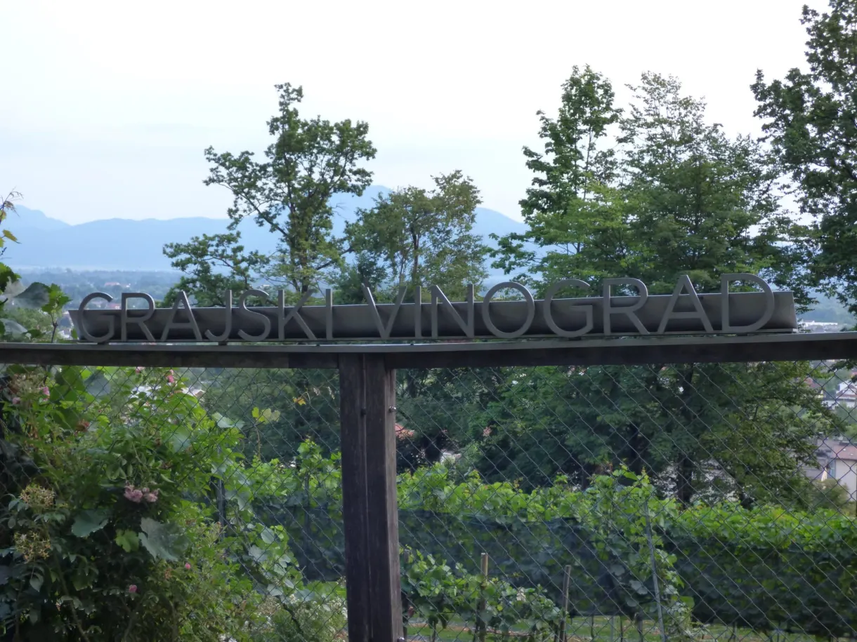 Portail métallique ouvrant sur le vignoble du château