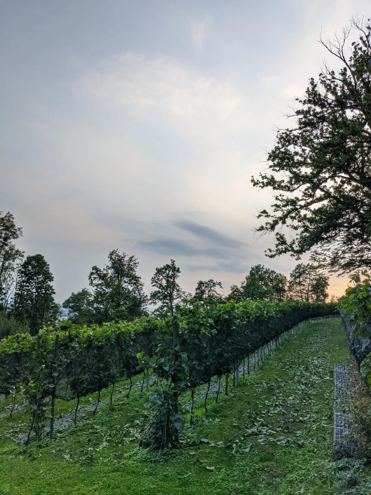 Rangs de vigne en pente sous un ciel couvert