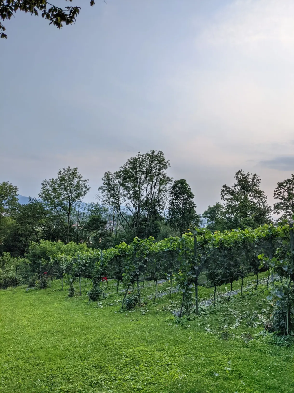 Petit vignoble planté sur la pelouse en contrebas des arbres