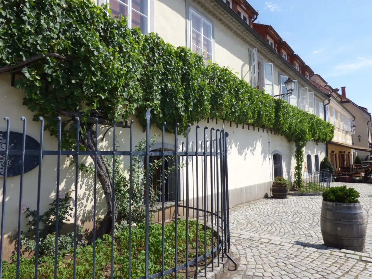 Treille courant le long d'une maison blanche