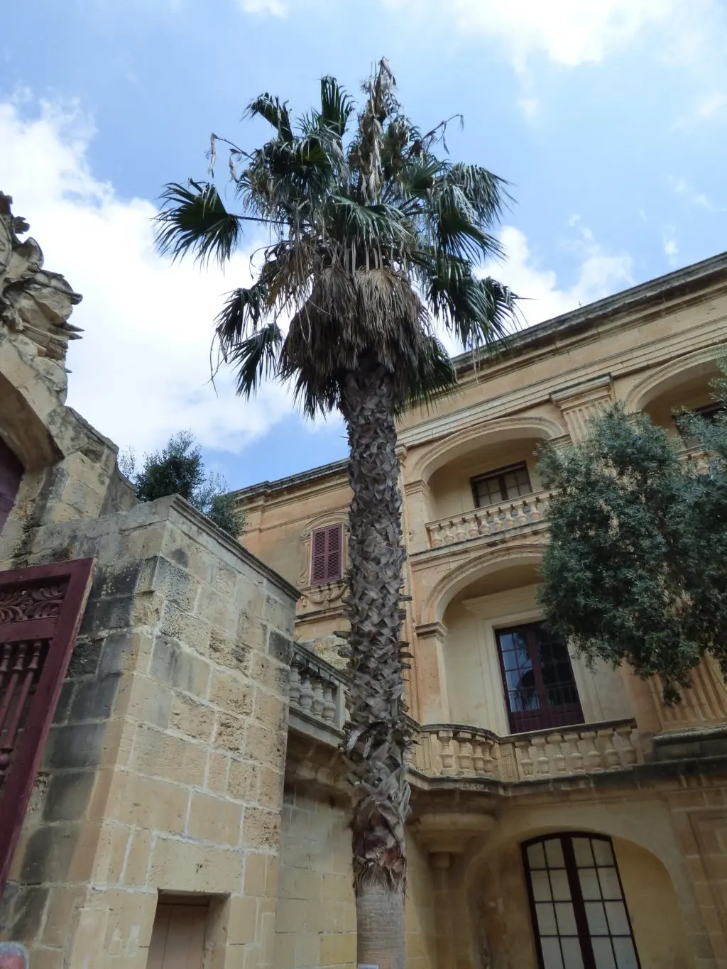 Palmier dressé entre les façades de calcaire doré