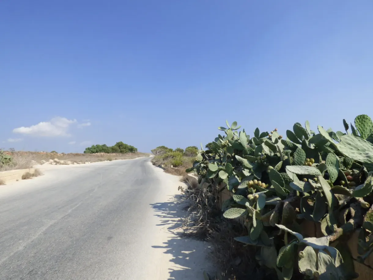 Route longeant une haie de figuiers de Barbarie