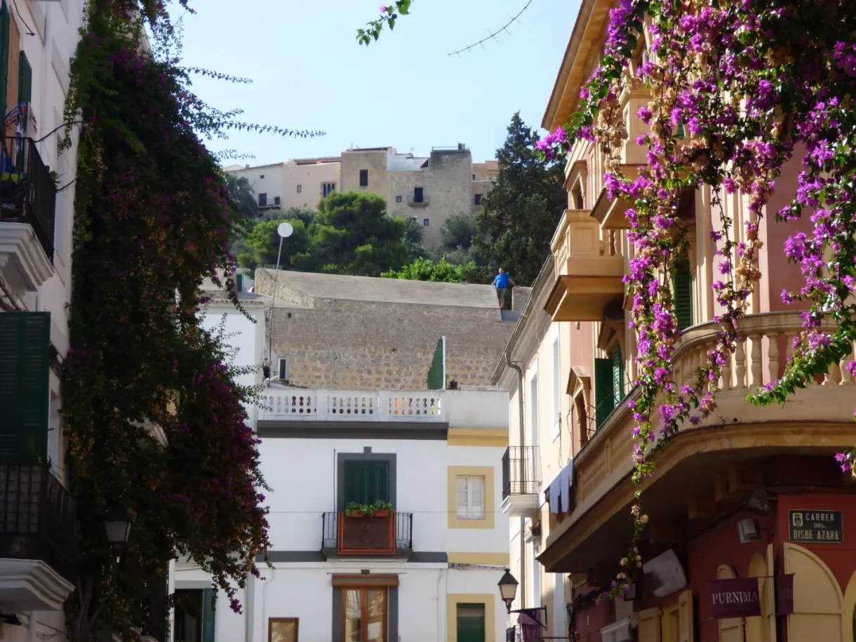 Cascade de bougainvilliers roses devant les murailles