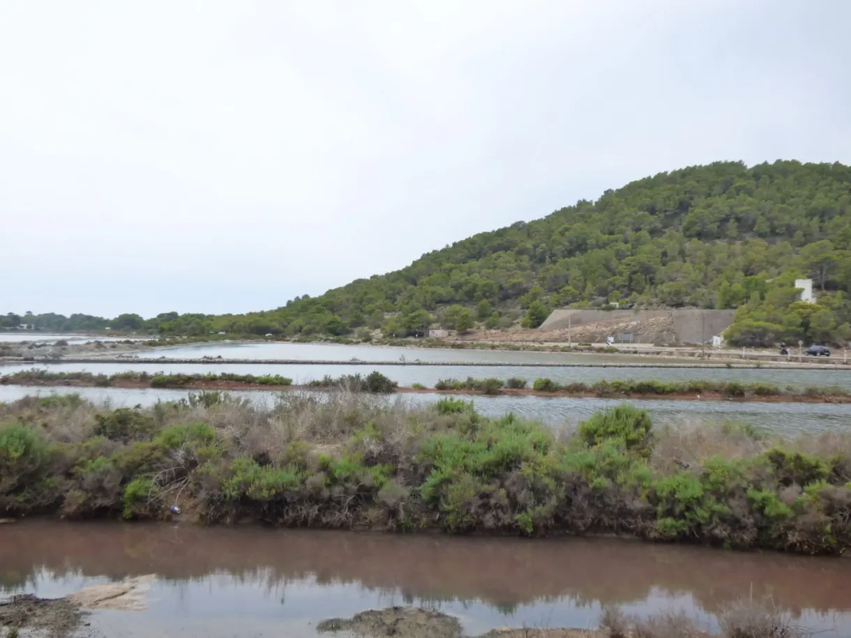 Eaux brunes des salins ourlées d'arbustes