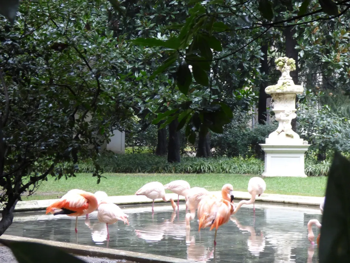 Flamants roses dans le bassin d'un jardin planté