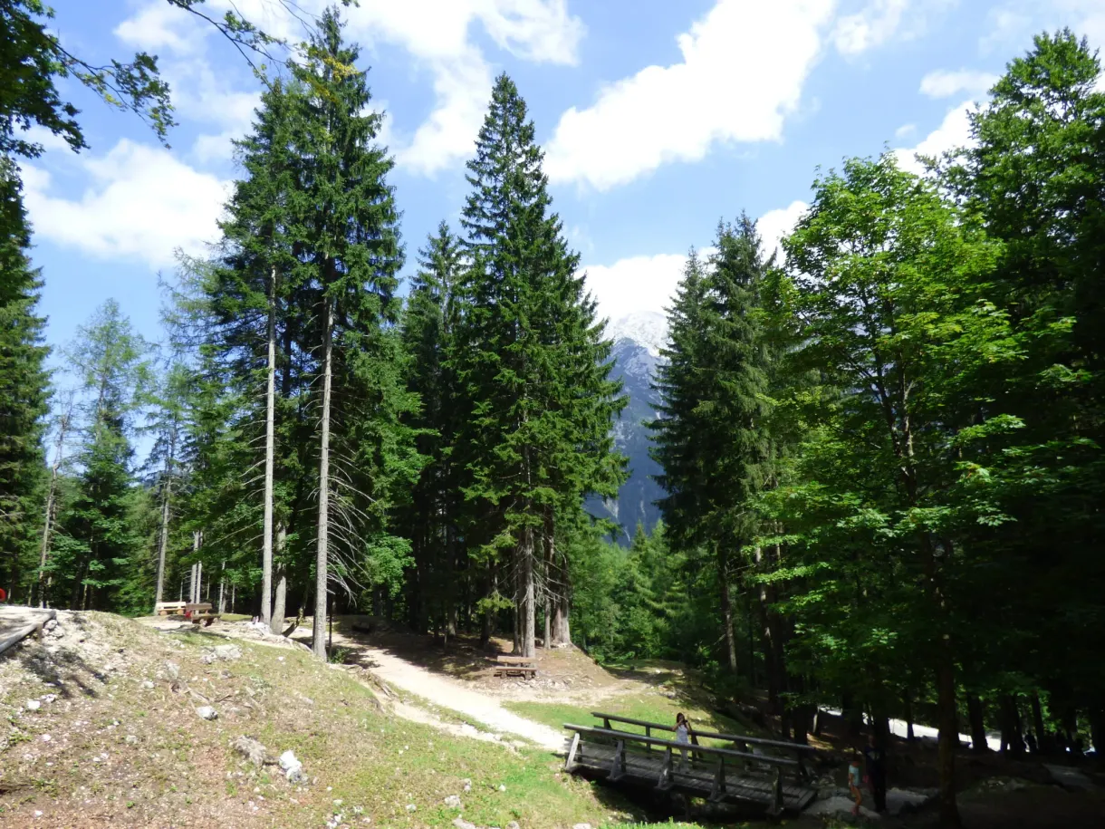 Clairière et sapins élancés au bord de la route du col