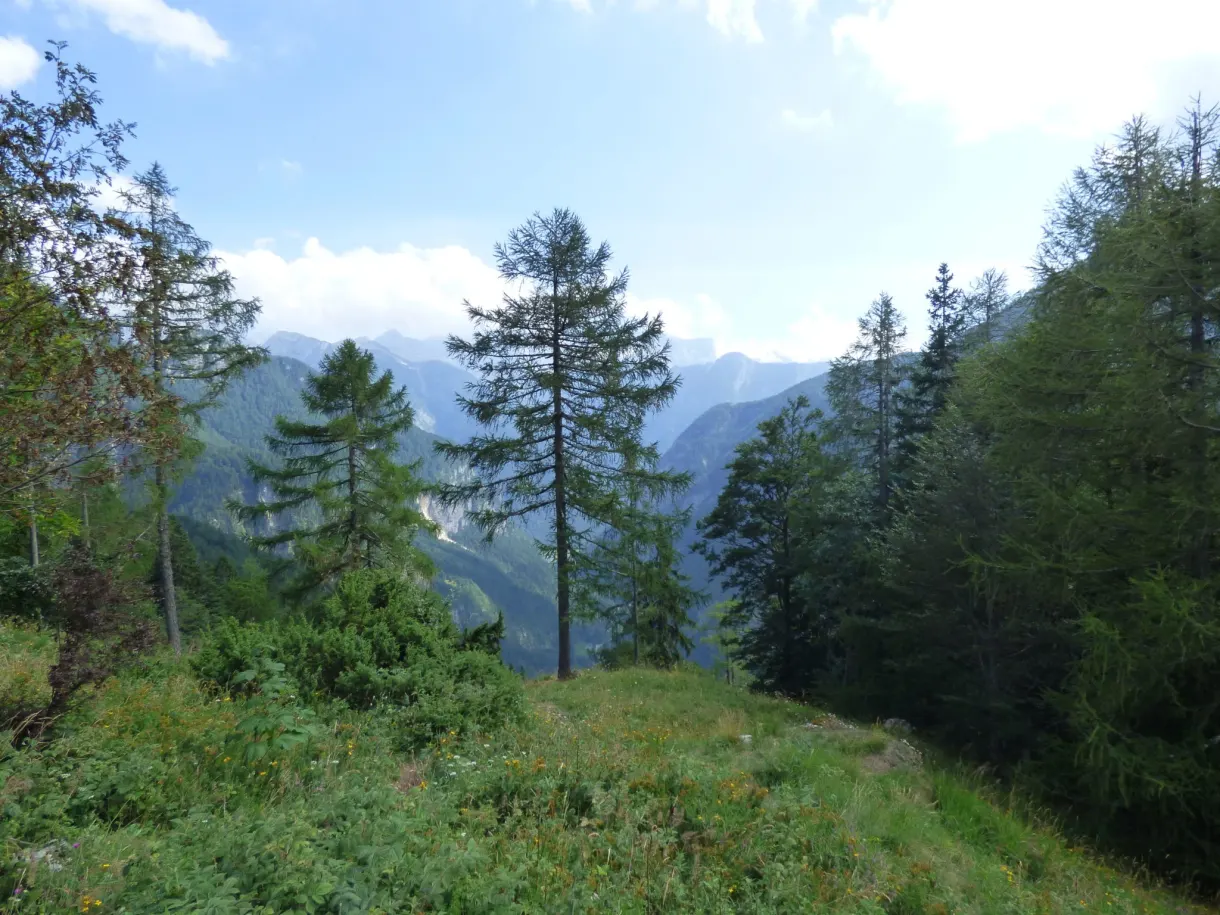 Sapins isolés sur un replat herbeux face aux montagnes