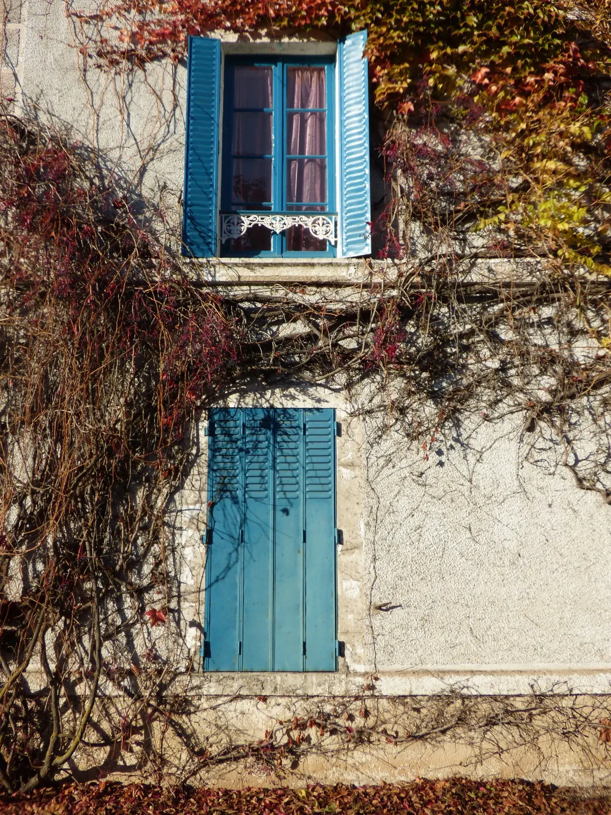 Fenêtre à volets bleus enlacée de vigne vierge