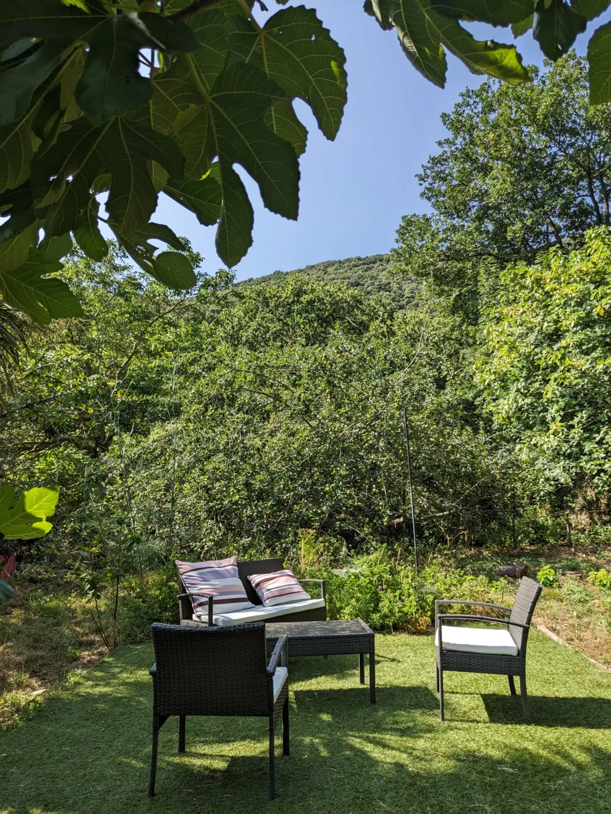 Salon de jardin à l'ombre d'un figuier, collines en fond