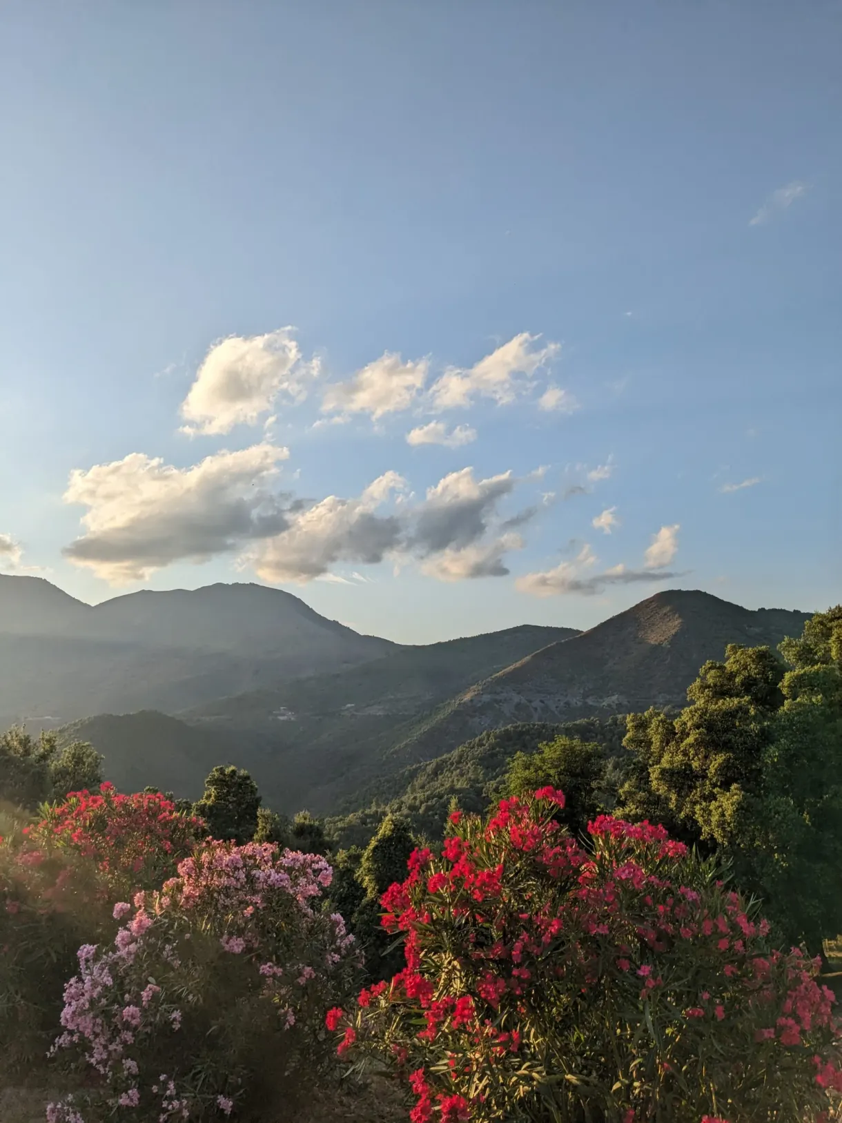 Montagnes dorées au soleil couchant derrière les lauriers