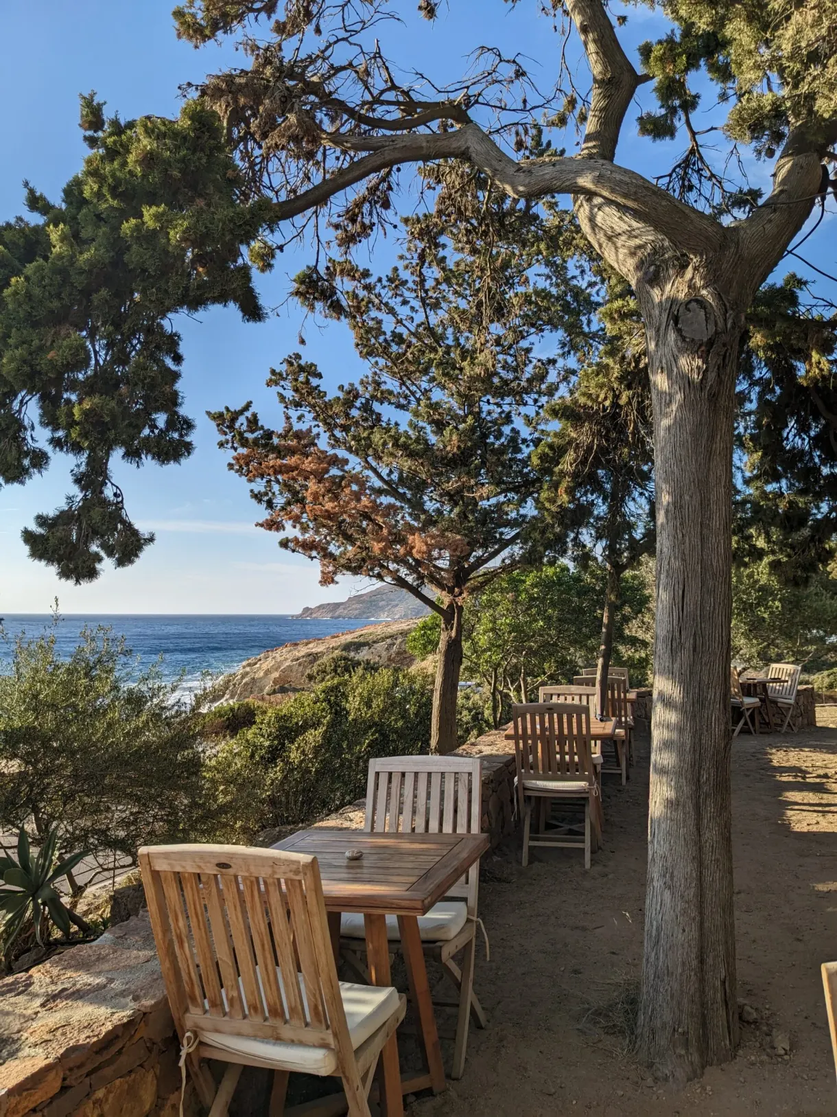 Tables de bois installées sous les pins face à la mer