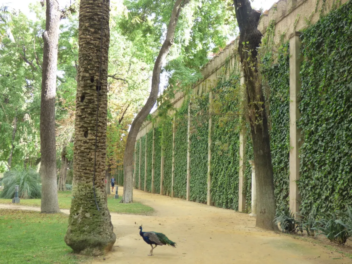 Paon sur une allée de terre devant un mur de lierre