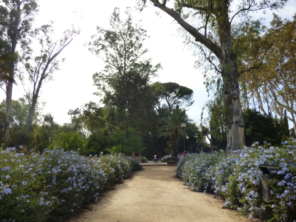 Allée de terre bordée d'hortensias sous les grands arbres