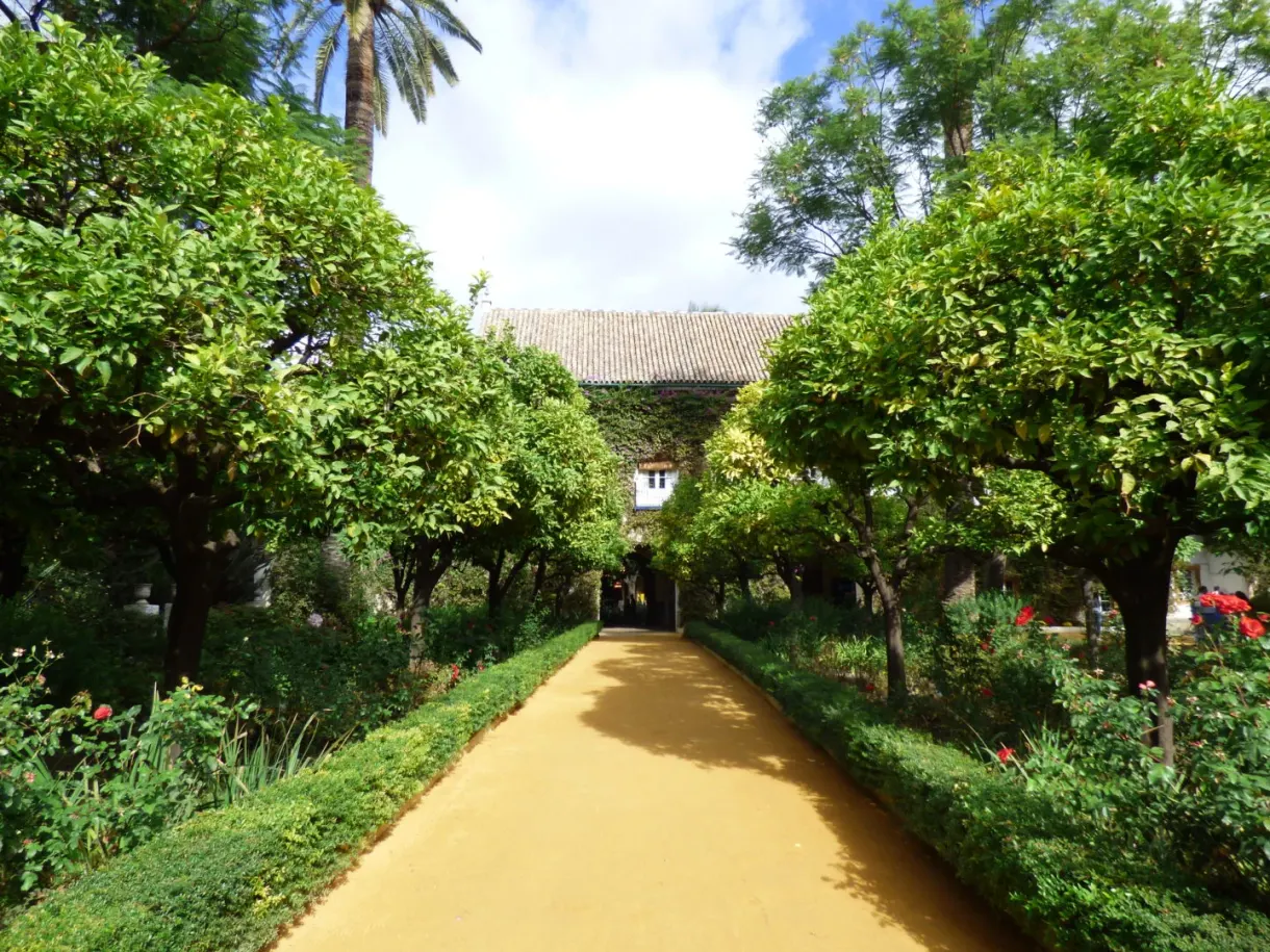 Allée de sable entre les orangers du jardin clos