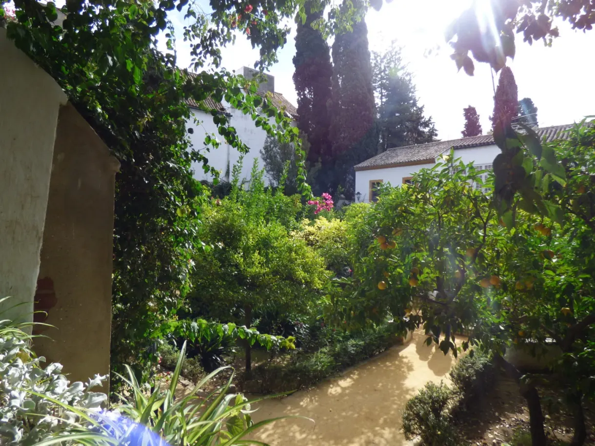 Jardin clos aux murs blancs, palmiers et massifs fleuris