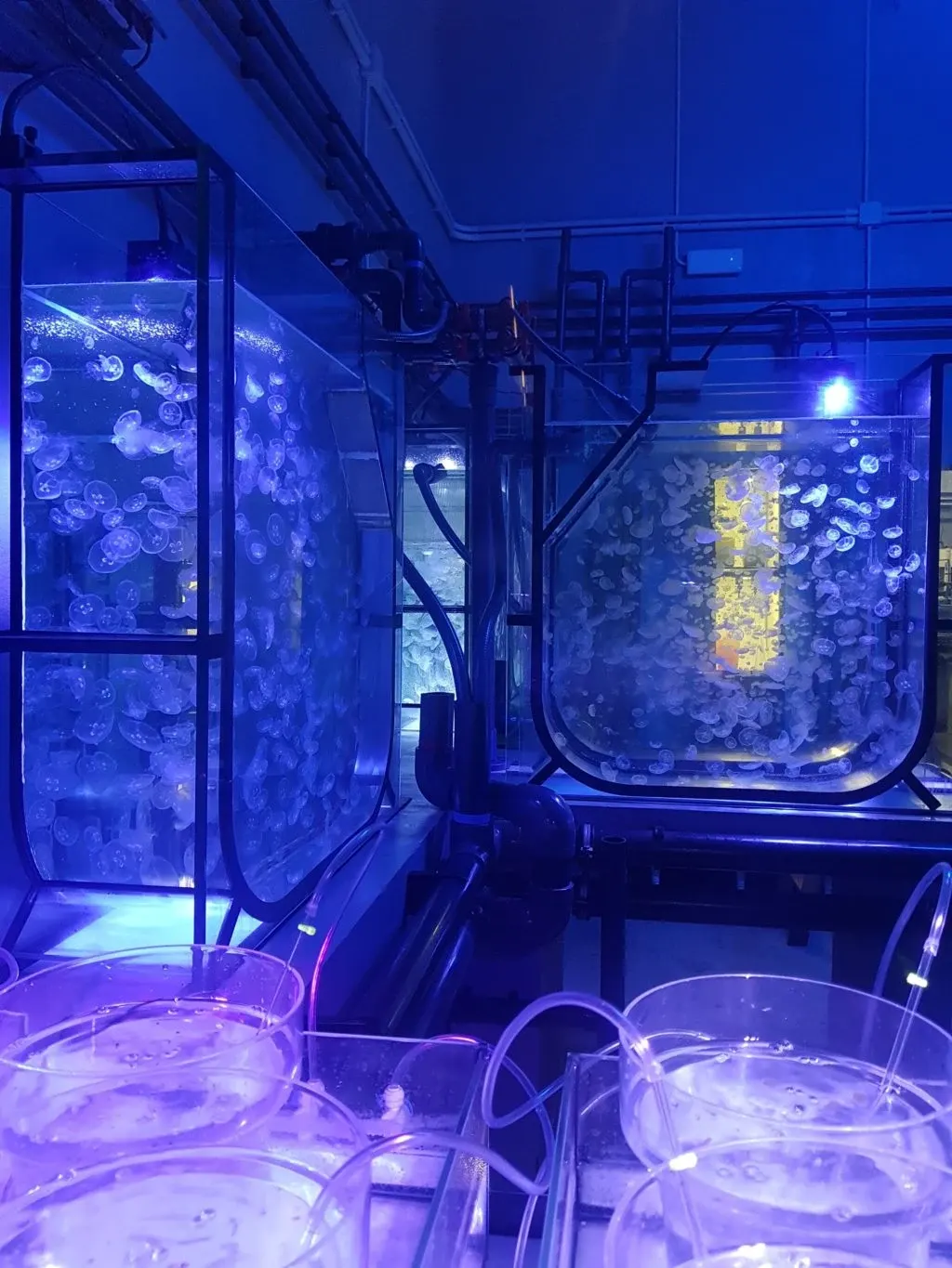 Bacs d'élevage éclairés en bleu dans les coulisses de l'aquarium