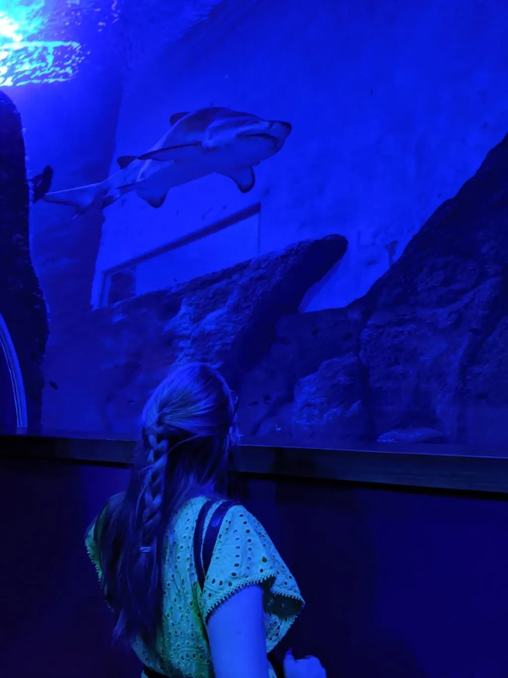 Femme de dos devant une vitre où passe un requin