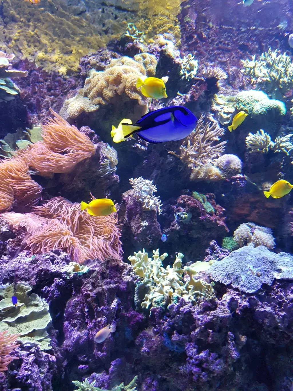 Récif corallien coloré et poissons chirurgiens jaunes et bleus