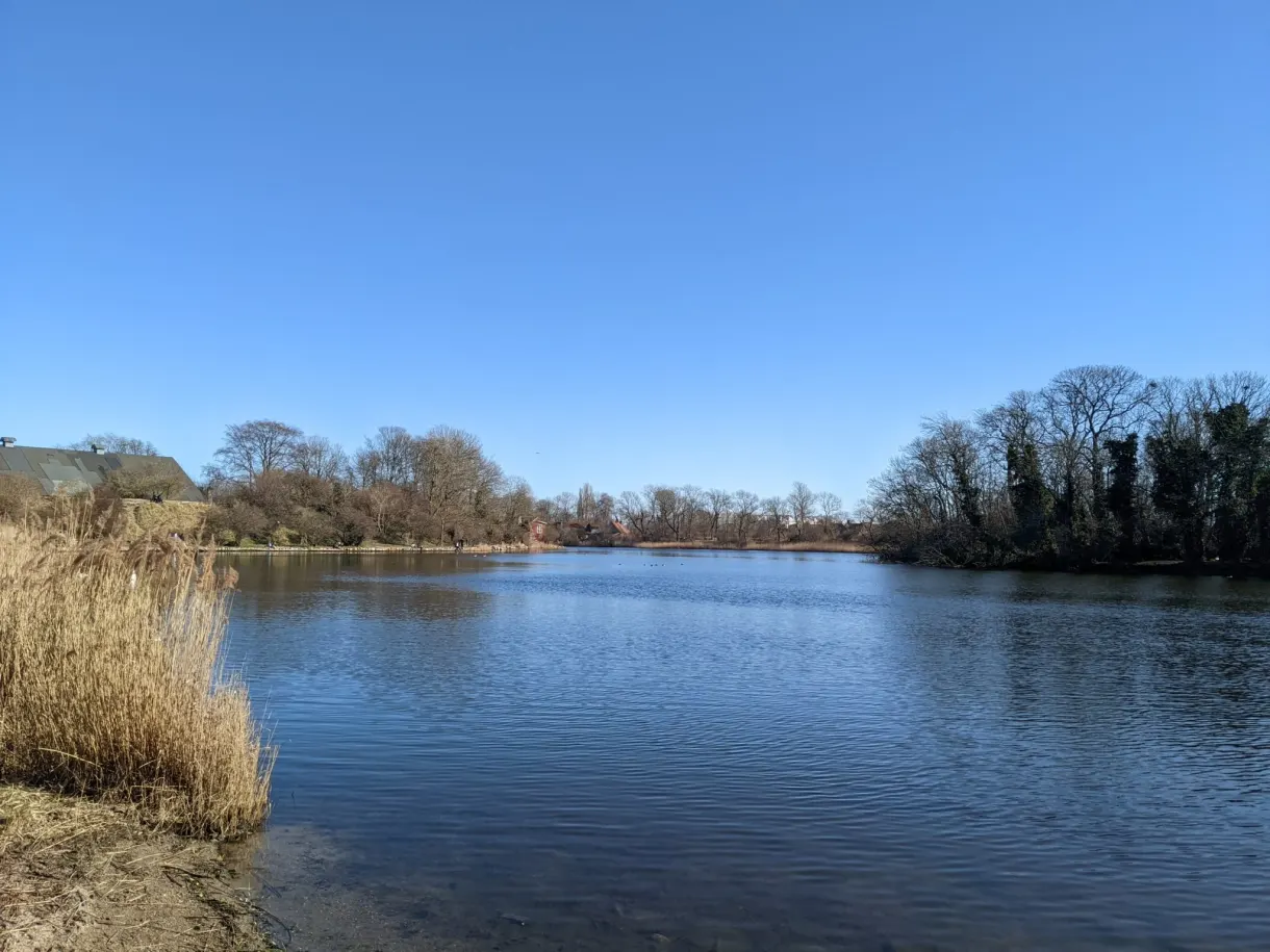 Étendue d'eau bordée de roseaux dorés et d'arbres sans feuilles