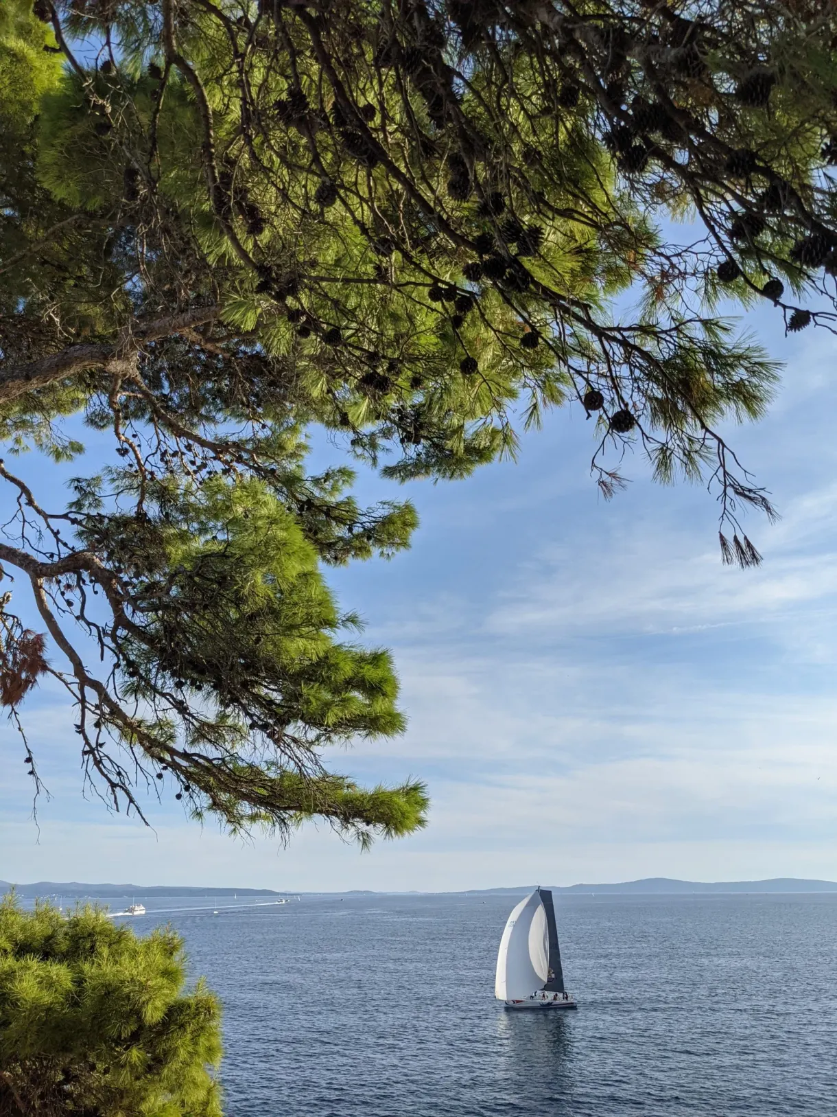 Voilier blanc sur la mer, branches de pin en premier plan
