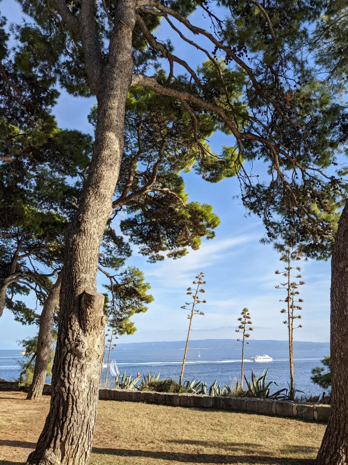 Pins et agaves encadrant la mer éclairée par le soleil bas