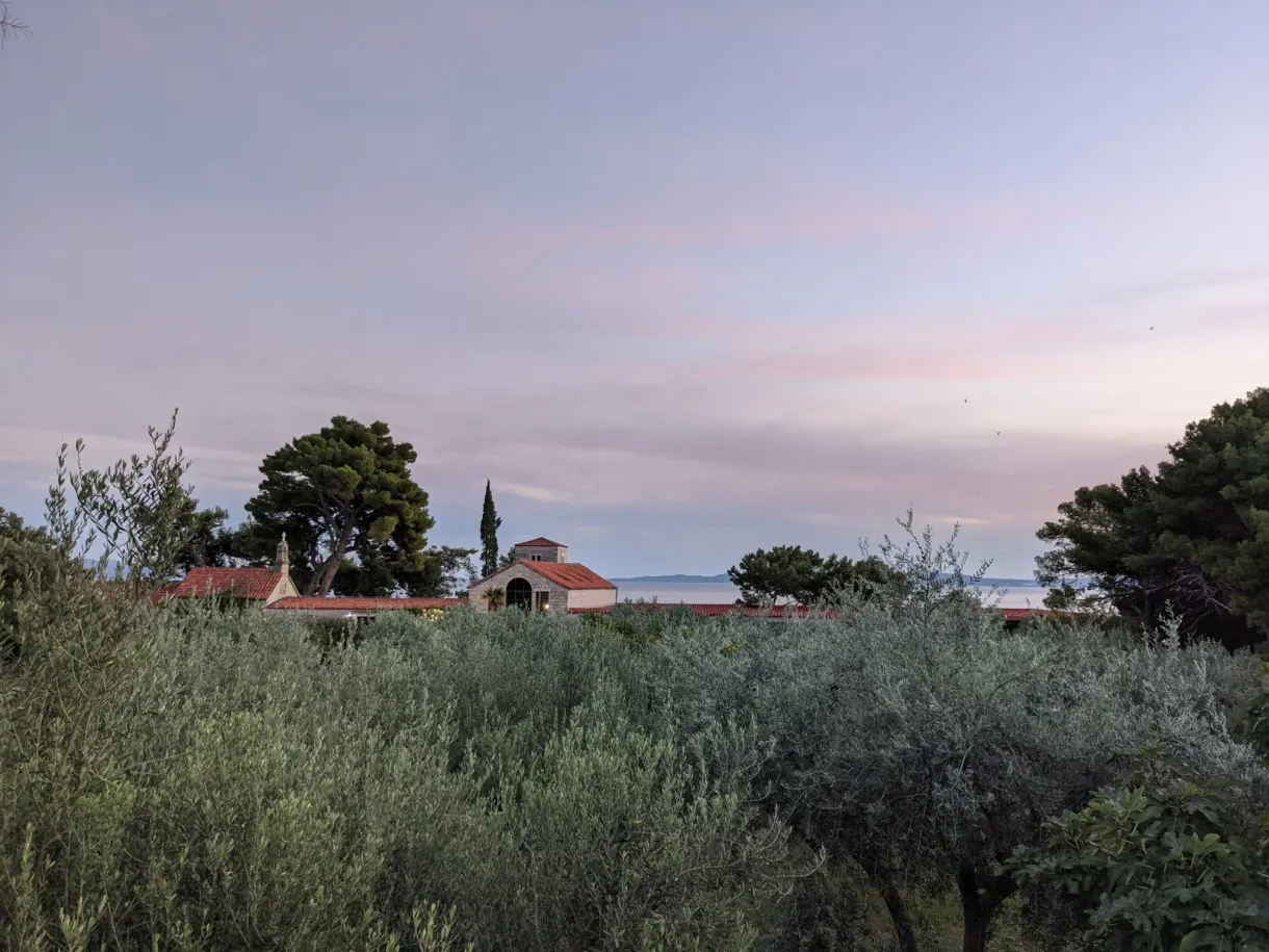 Oliviers et pins sous un ciel rose au crépuscule