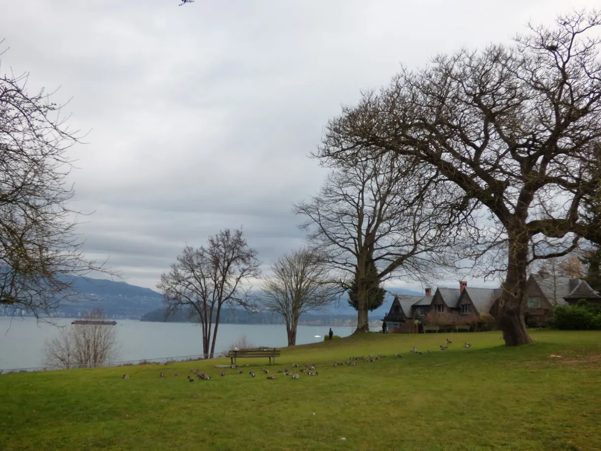 Grand arbre nu sur une pelouse dominant la mer