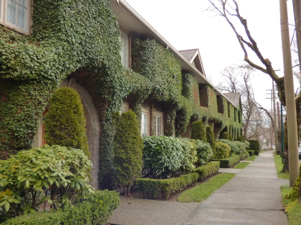 Maisons couvertes de lierre le long d'un trottoir