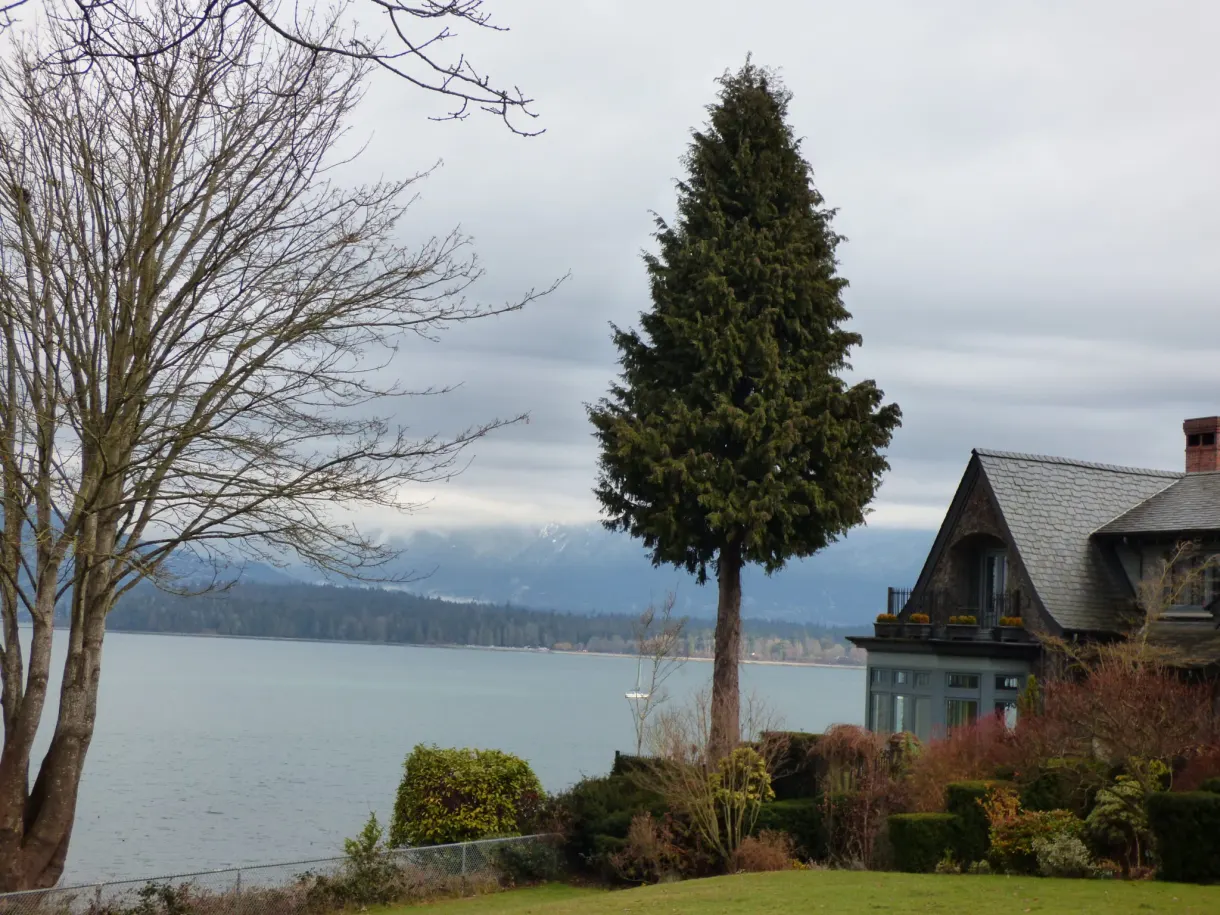 Conifère élancé devant une maison surplombant la baie