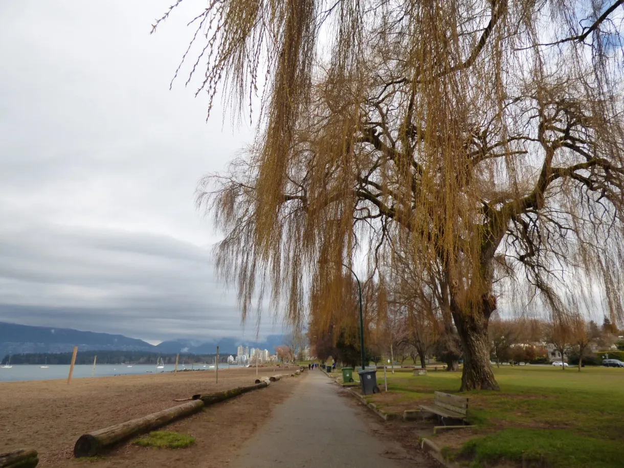 Saule pleureur au-dessus du chemin longeant la plage