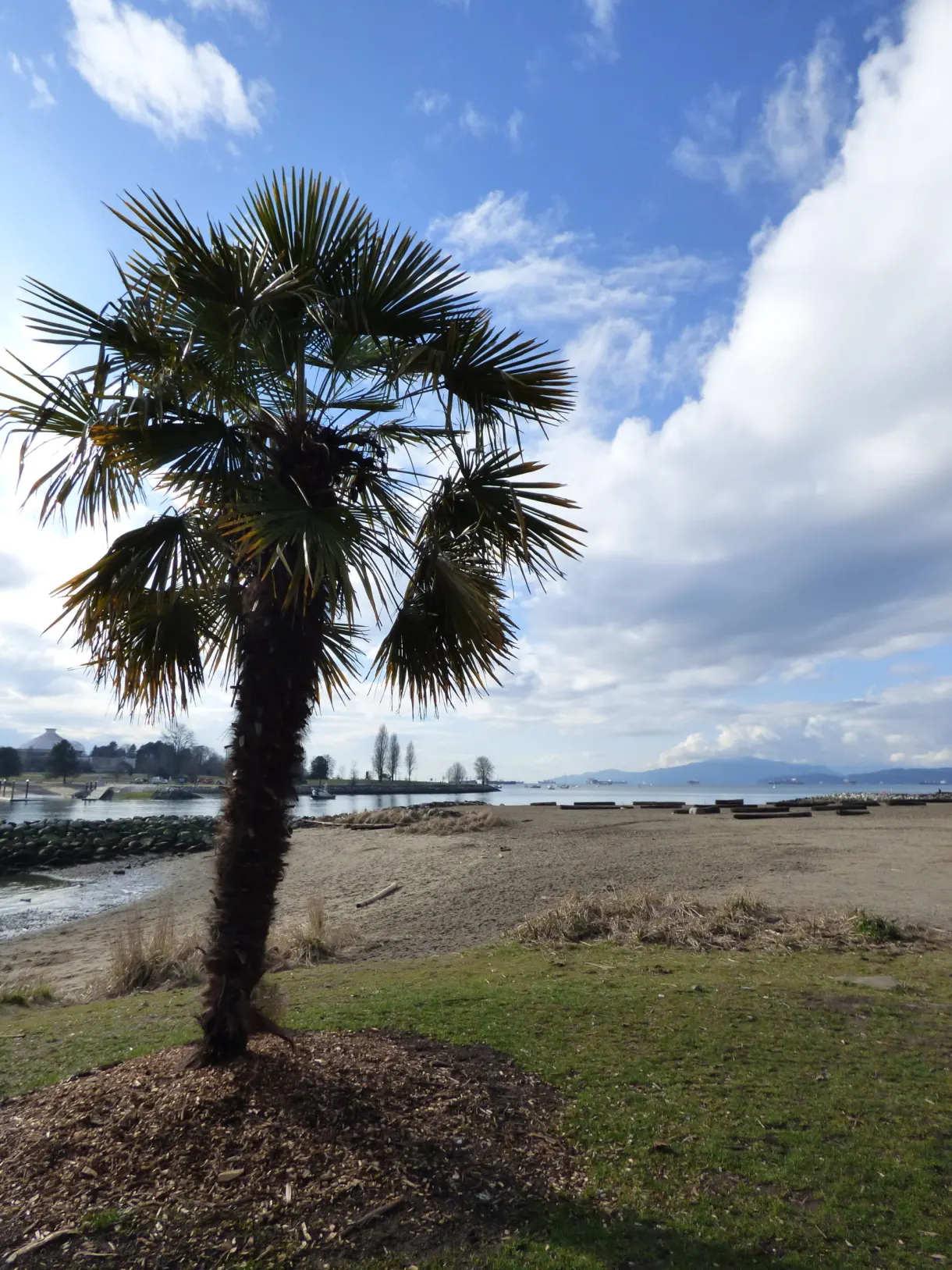 Palmier planté sur la pelouse au bord de la plage