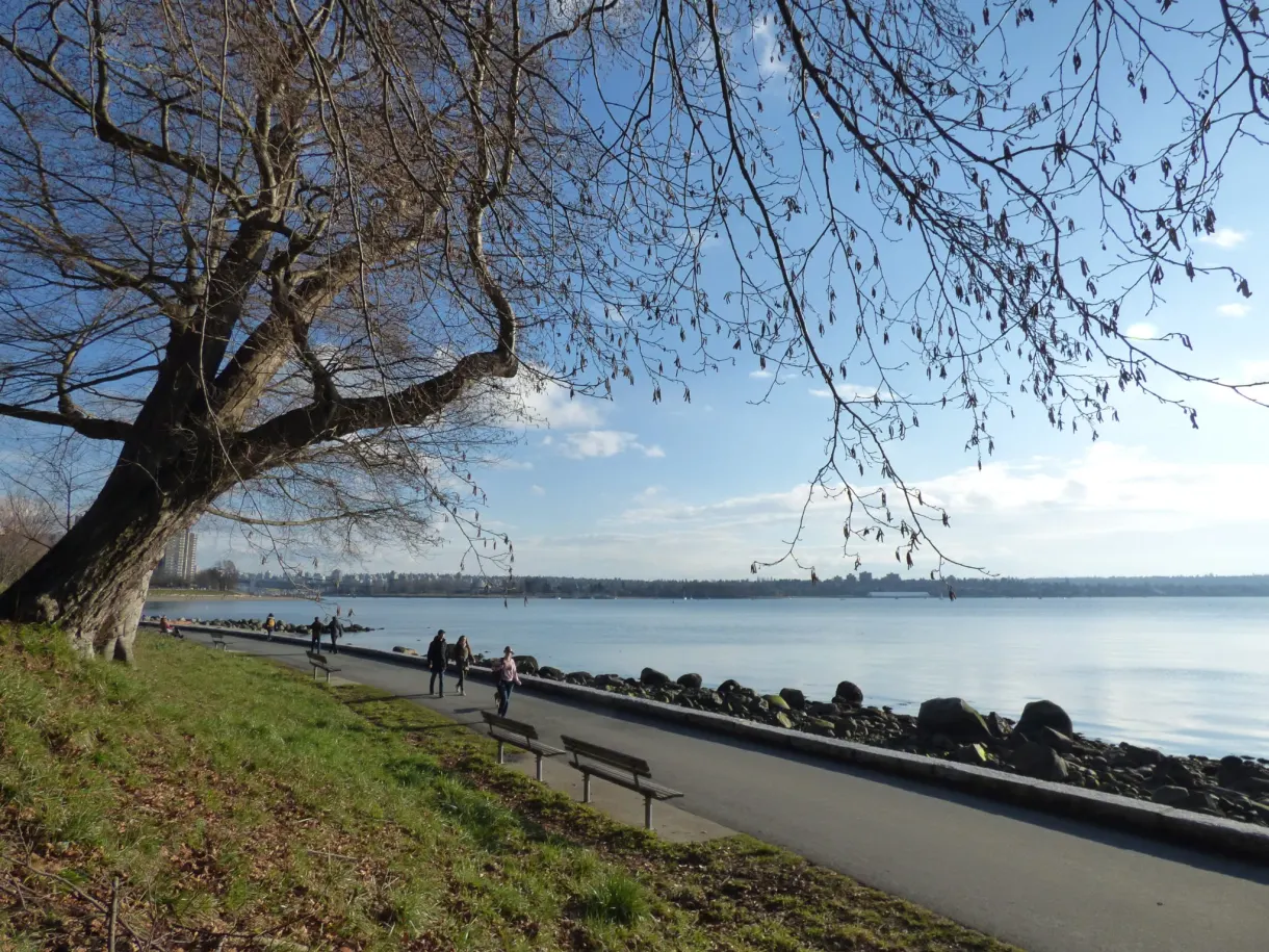 Arbre penché au-dessus de la promenade au bord de l'eau