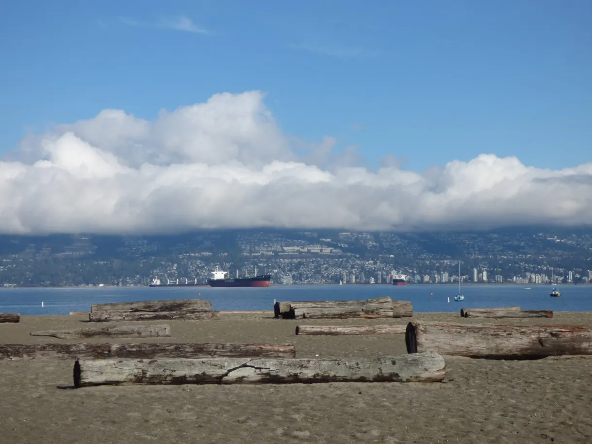Troncs de bois flotté échoués sur le sable