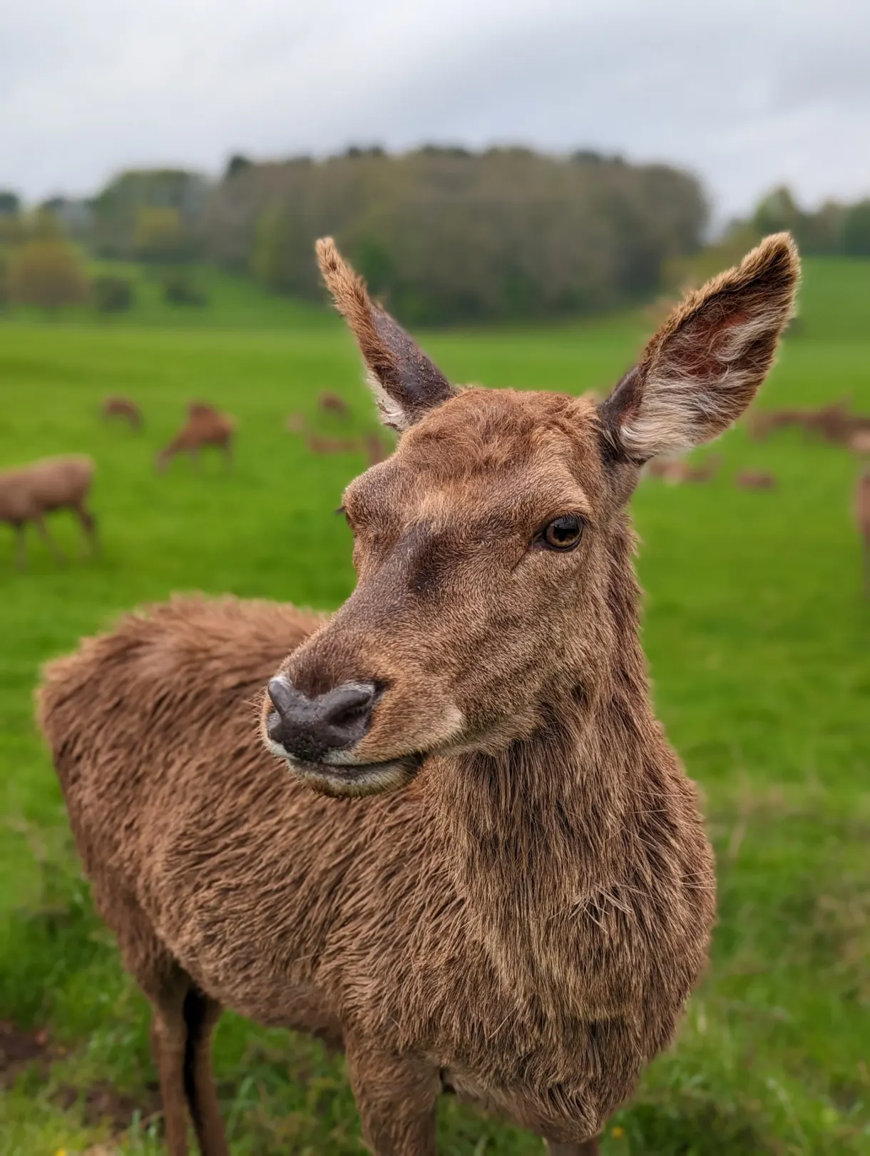 Cerf de face dans un pré, troupeau derrière lui