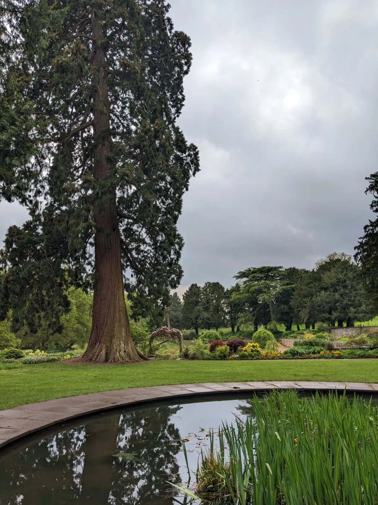 Séquoia planté au bord d'un bassin de jardin