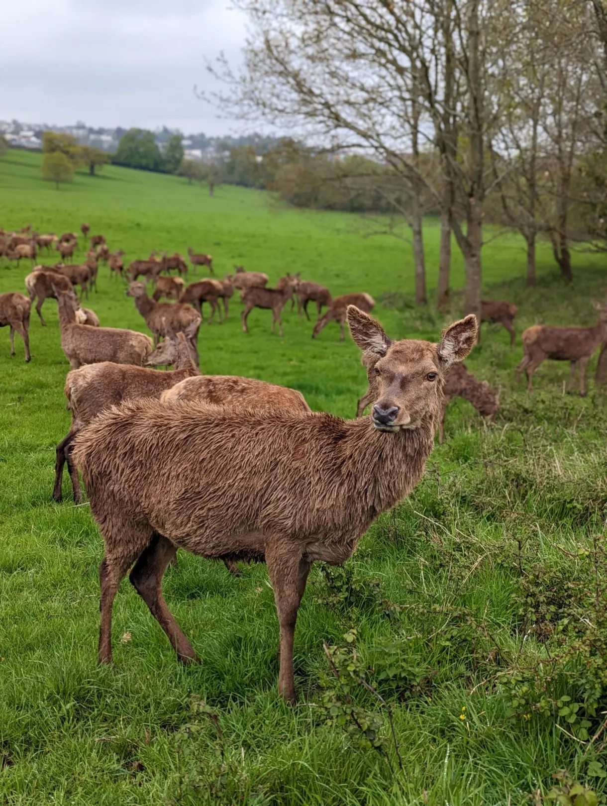 Troupeau de cerfs paissant dans le parc