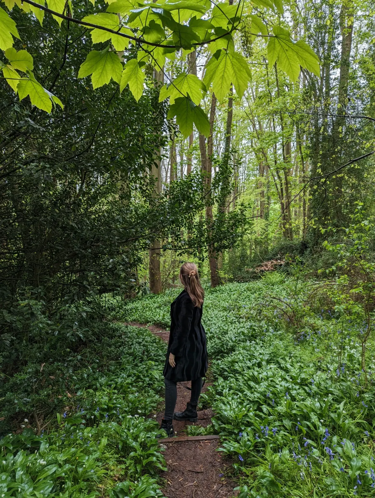Sentier de sous-bois tapissé de jacinthes des bois