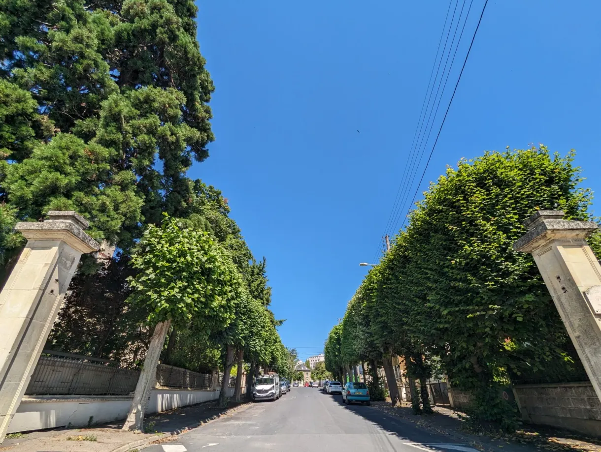 Rue résidentielle bordée d'arbres taillés en haut rideau vert