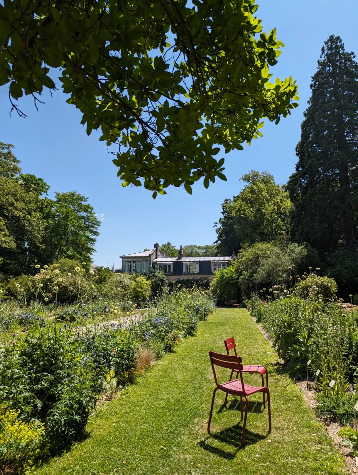 Chaise rose posée dans l'allée herbeuse d'un jardin potager