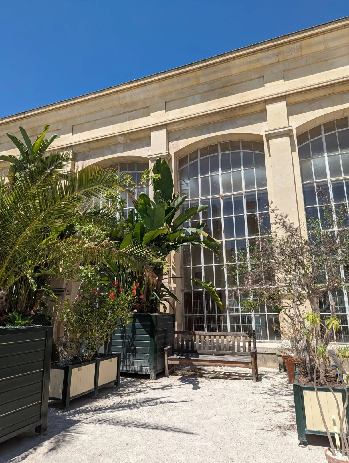 Plantes tropicales en bacs devant les baies vitrées de la serre