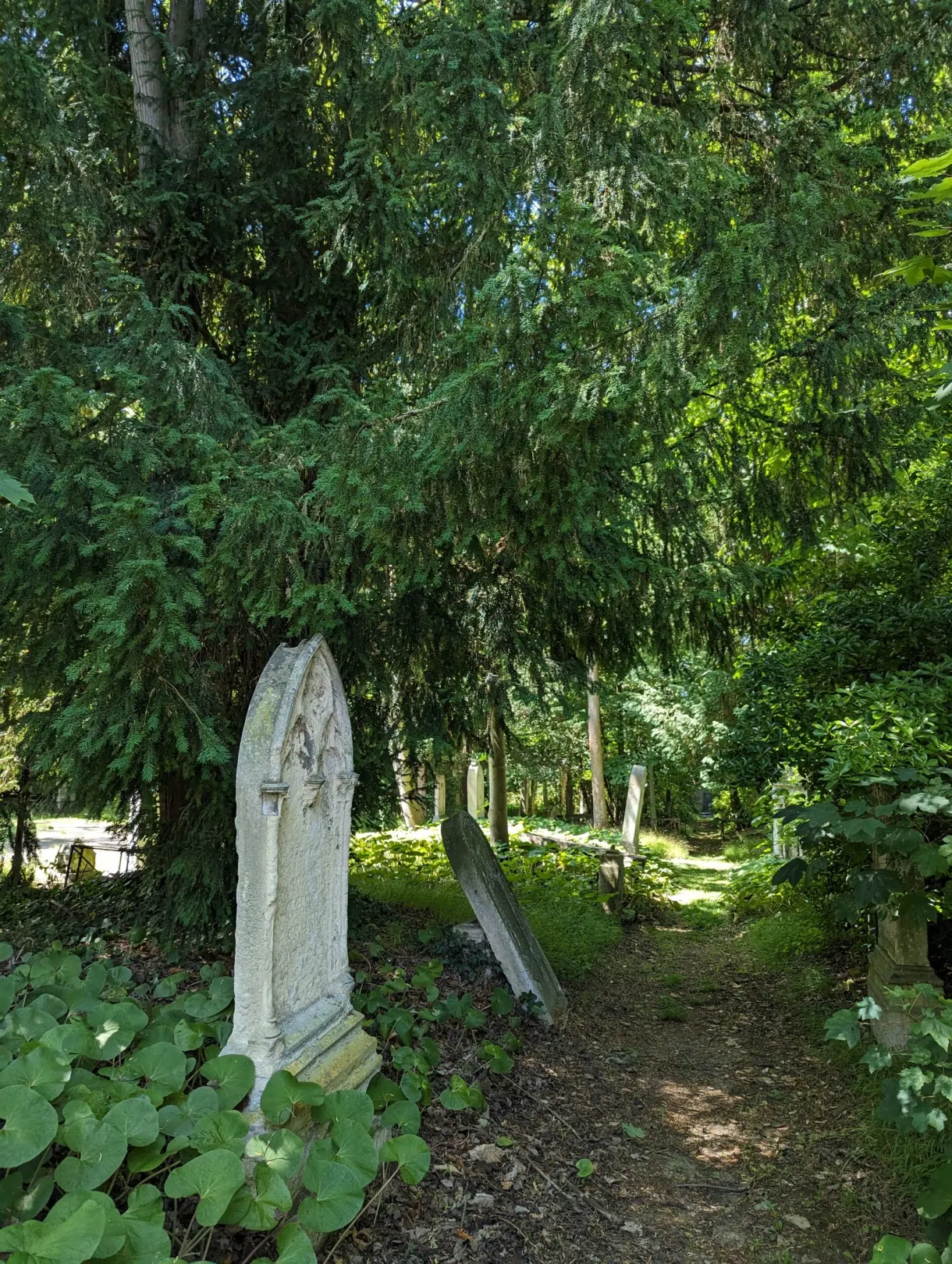 Croix de pierre dressée parmi la végétation d'un cimetière ancien