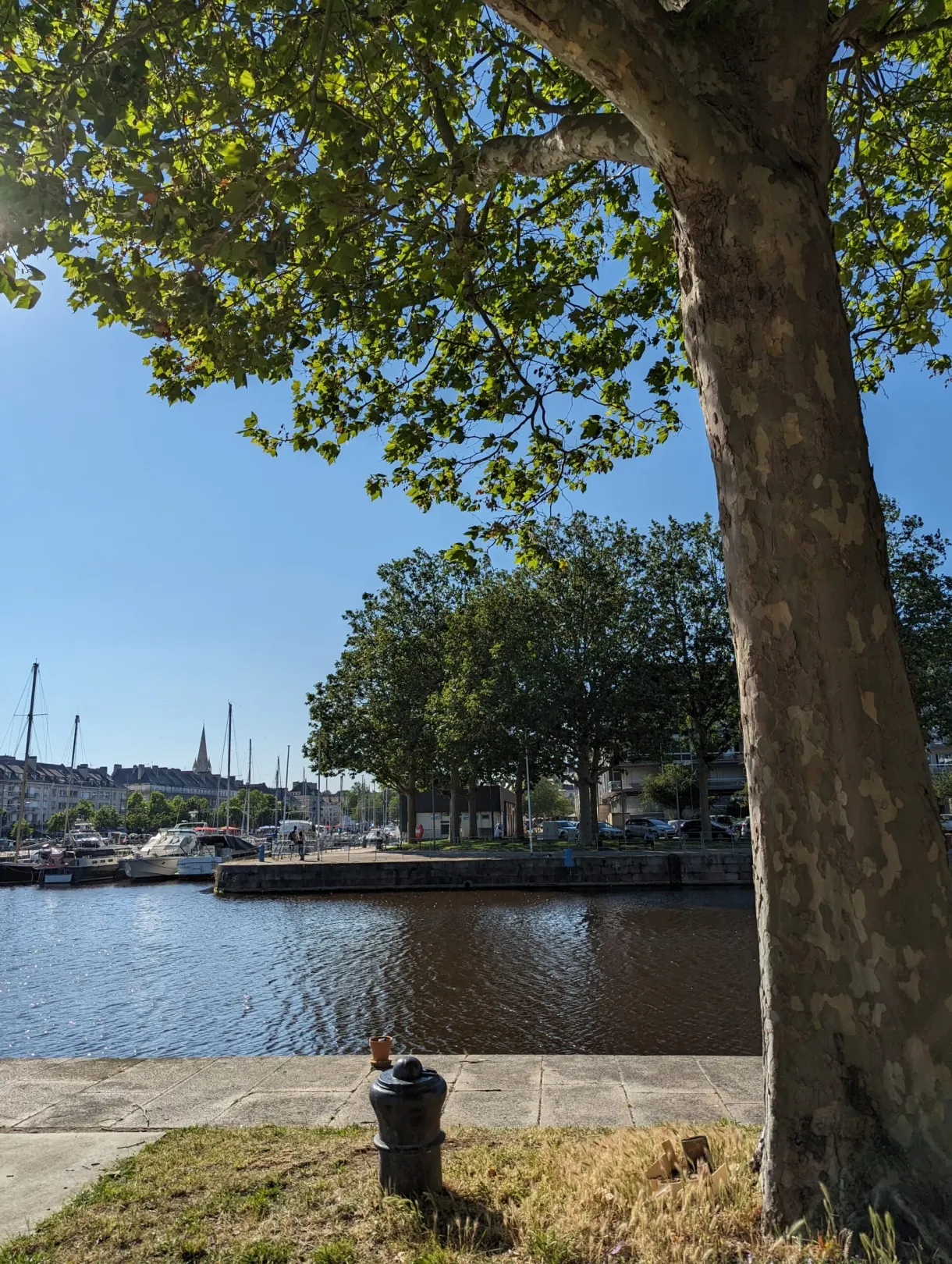 Bassin du port encadré par le tronc d'un grand platane