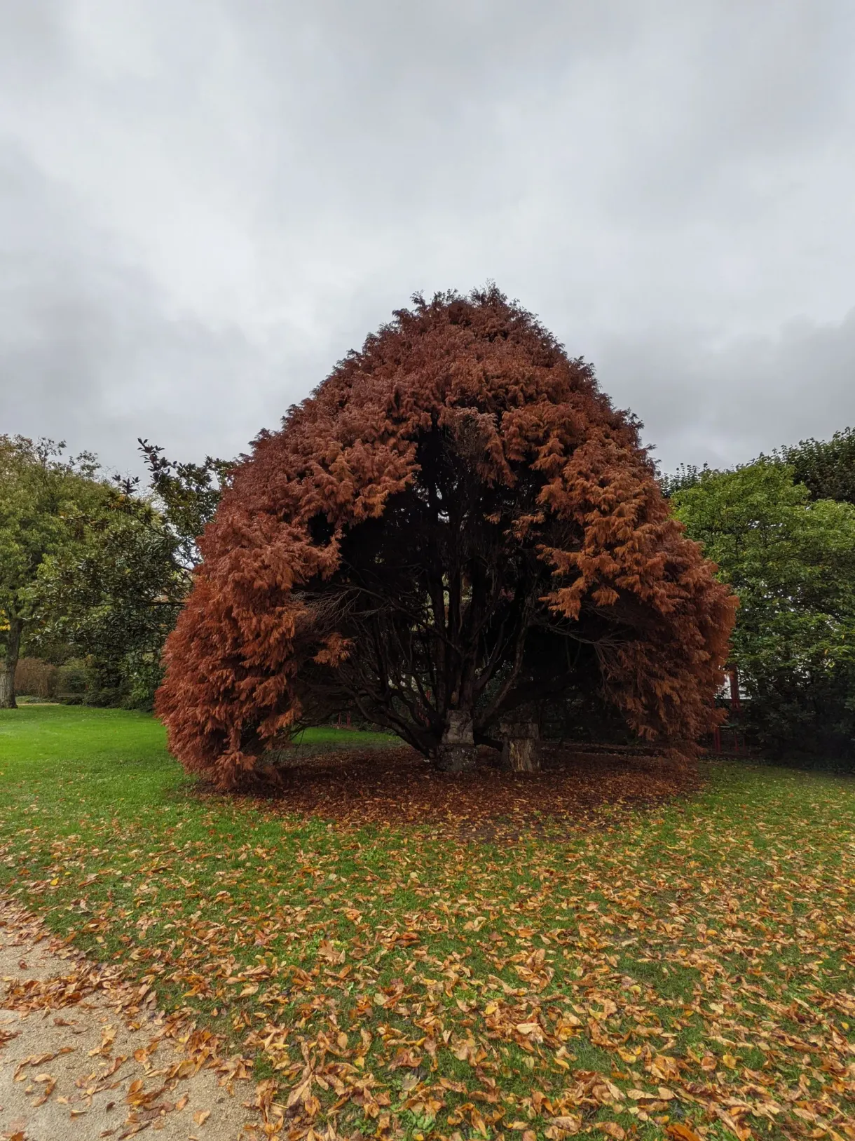 Grand arbre au feuillage roux planté sur la pelouse