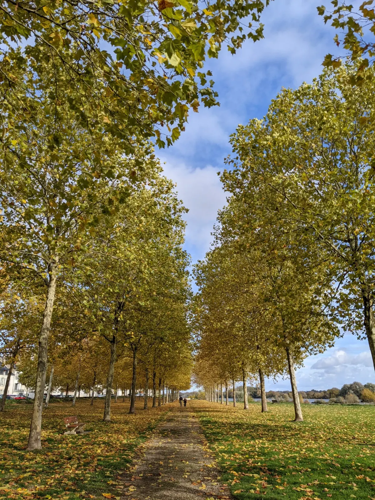 Allée de platanes jaunis menant vers la campagne
