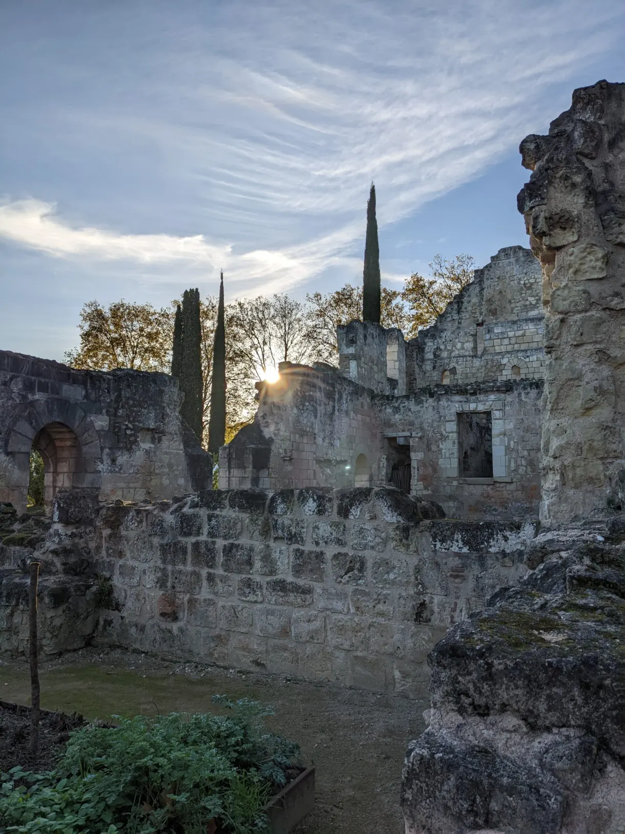 Murs bas en ruine et cyprès dans la lumière rasante