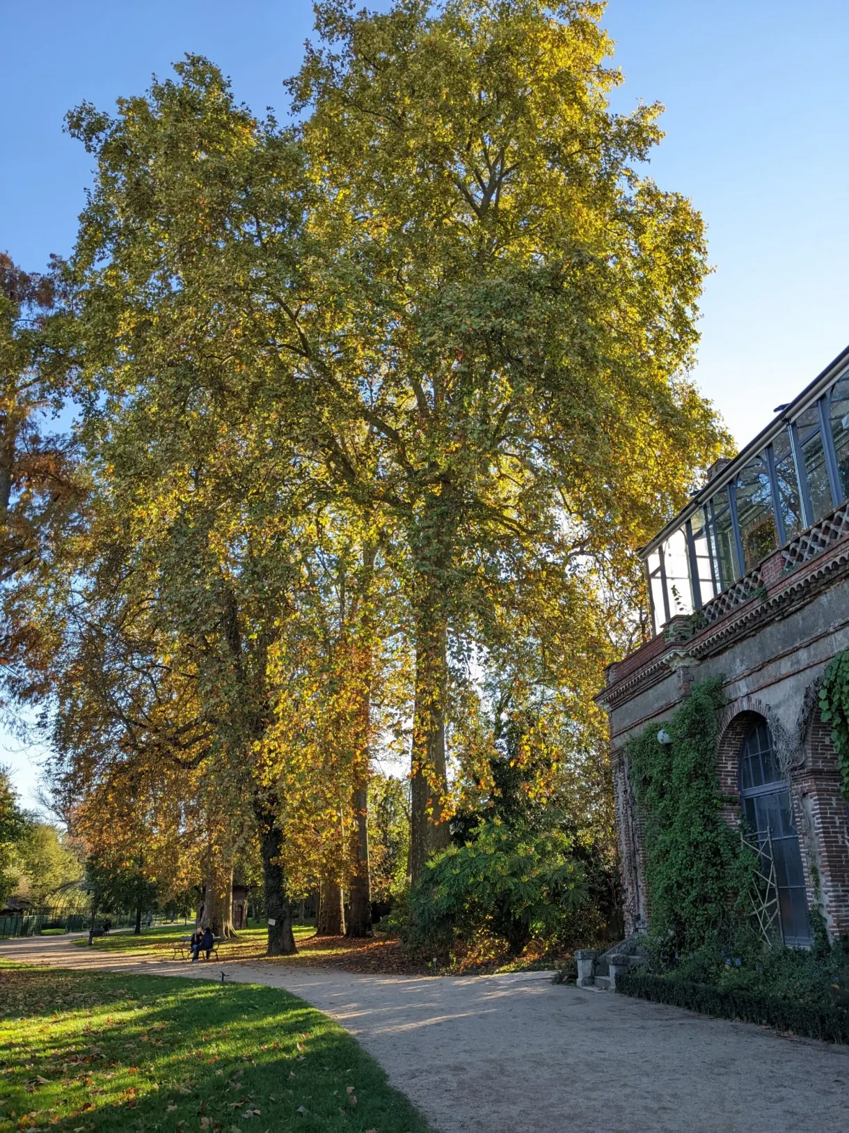 Allée du jardin sous les grands arbres jaunis, serre à droite